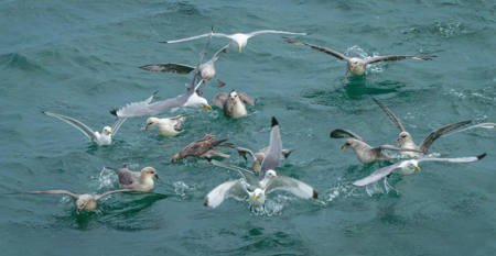 Seabirds Of Tromso