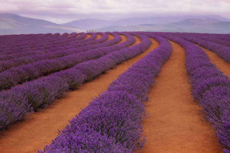 Lavender Haze