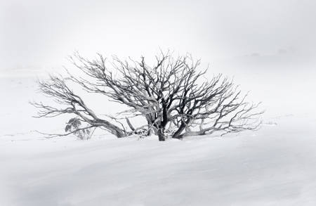 Snowgum