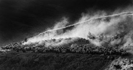 Sheep Heading To Mountains