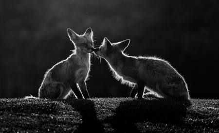 Morning Kiss