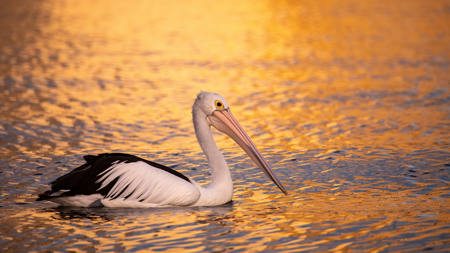 Golden Glide - Pelican At Sunset