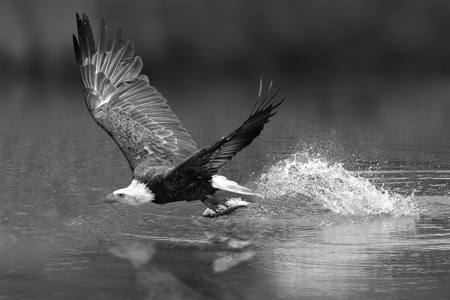 Bald Eagle Catching Fish