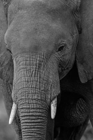 Young Matriarch