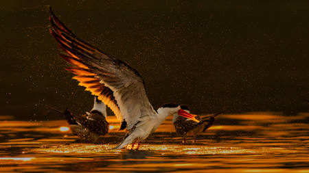 Endangered Indian Skimmer