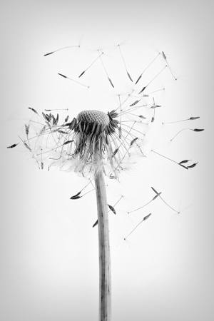 Dandelion Expression