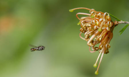 Buzzin Around