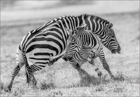 Zebra Fight Dirty