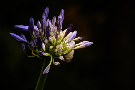 Agapanthus