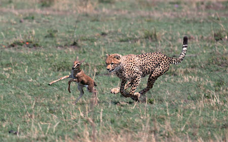 Front Legs Raised At Hunt 5304