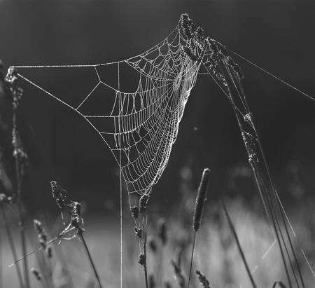 The Weaver