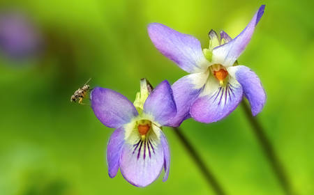 Violas And Guest