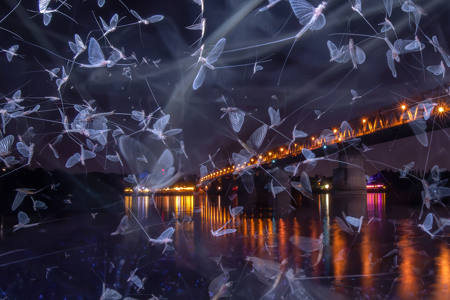 River Of Wings