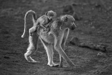 Along For The Ride