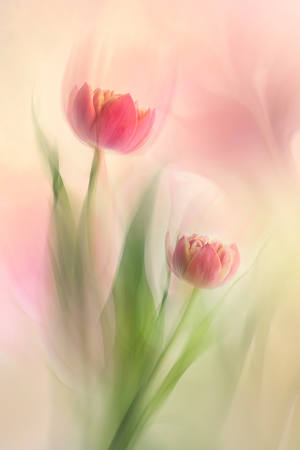 Tulip Rhapsody