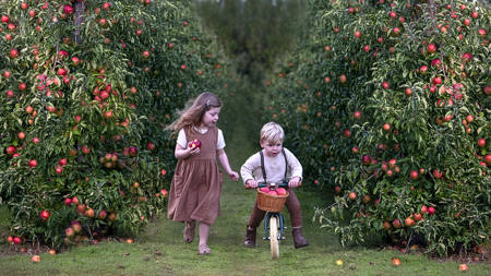Fresh Red Apples