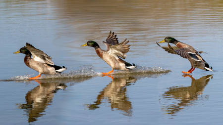 3 Mallards Landing