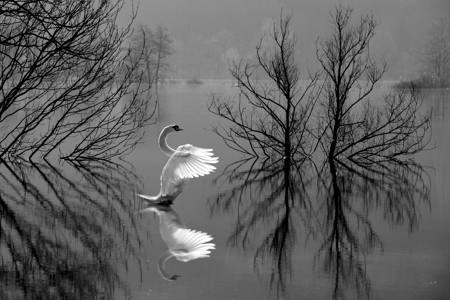 Swan- K99