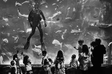 Aquatic Delight