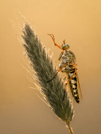Silver Stiletto Fly