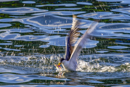 Nice Fishing