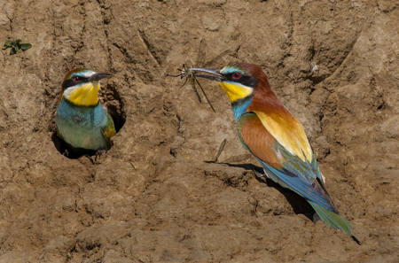 European Bee-Eaters At Nesthole