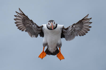 Angel Wings Puffin
