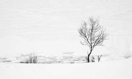 Tree On Ice Field