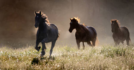 Three In The Meadow