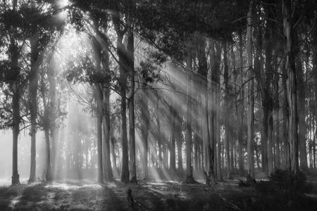 Misty Bluegums
