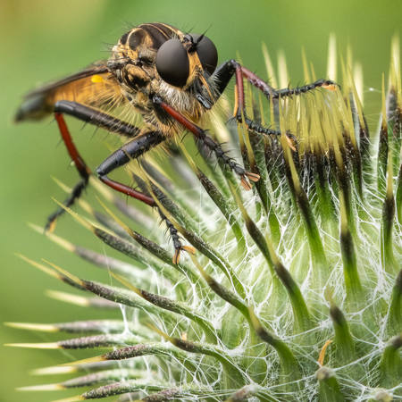 Robberfly On Cali Thistle
