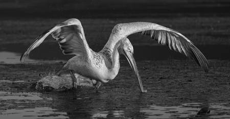 Pelican Hunting In Waterlillies