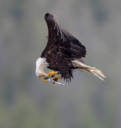 Fish On The Wing
