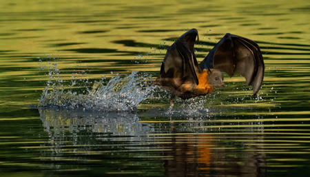Splashing Through