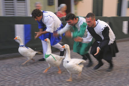 Geese Competition
