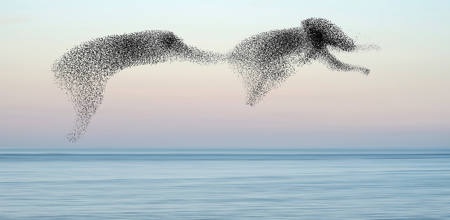 Murmuration