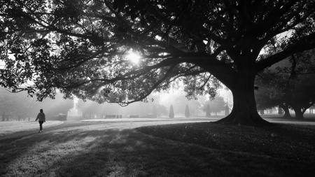 Veil Of Morning