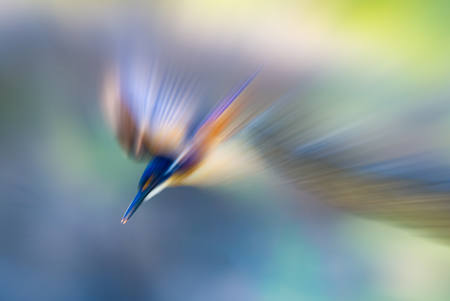 Azure Kingfisher Diving