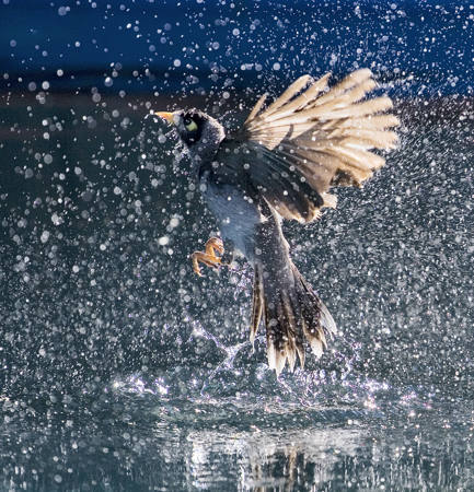 Quick Dip