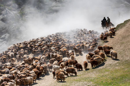Busy Herding Sheep4