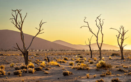DEAD ACACIAS Jpg