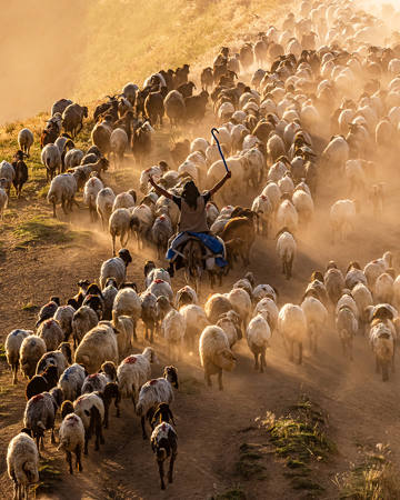 Triumph Of The Shepherd