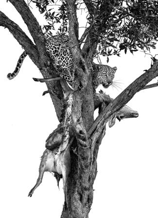 Leopards Meal