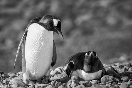 Antarctic Penguin10