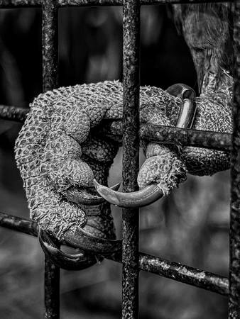 Caged