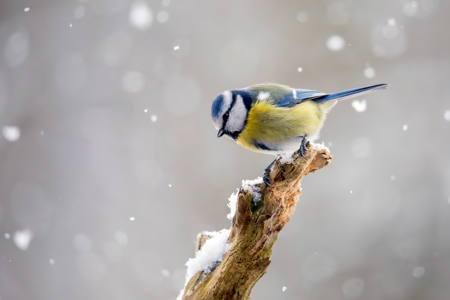 Blue On Snow