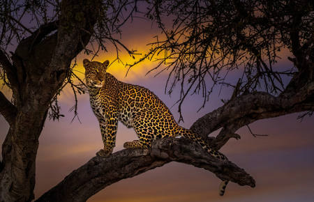 Leopard At Sunset