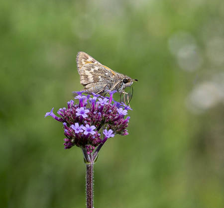 Moth On Flower