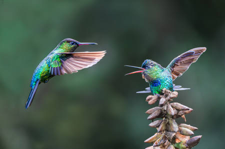 My Perch! Fiery-Throated Hummingbirds