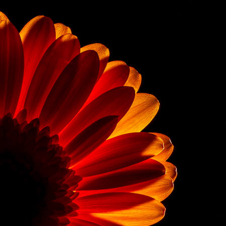 Petals Of Fire